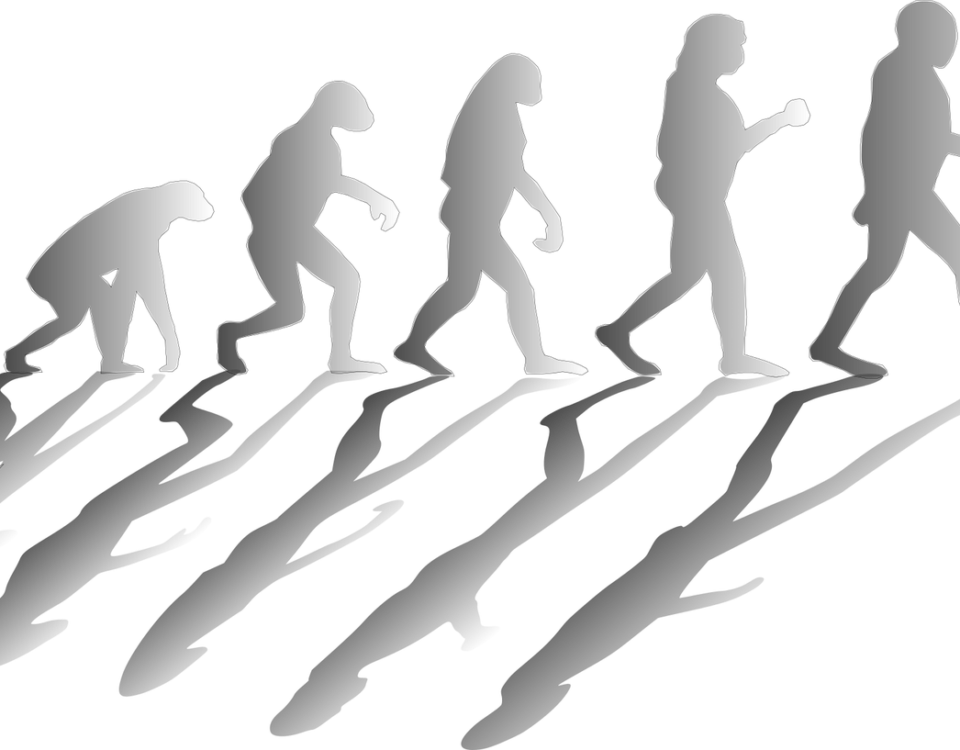 Evolution